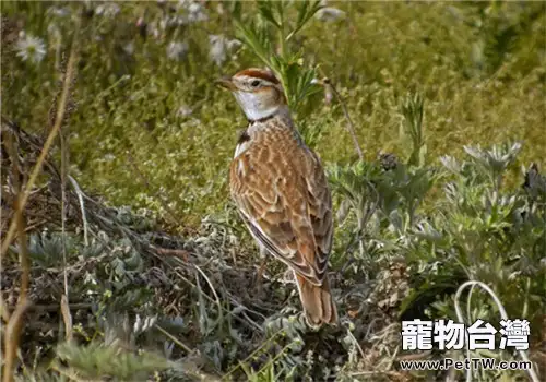 新手入門養鳥需要知道哪些？
