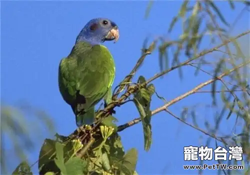 衛生不做好易致鸚鵡患滴蟲病(1圖)-寵物台灣