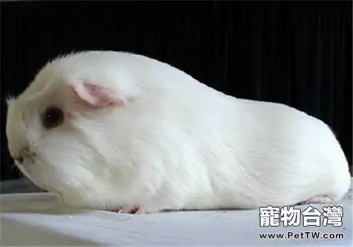 緞毛白色鳳冠天竺鼠的品種簡介