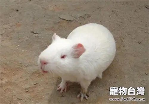 緞毛白色鳳冠天竺鼠的外形特點