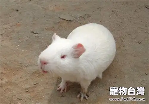 緞毛白色鳳冠天竺鼠的外形特點(1圖)-寵物台灣