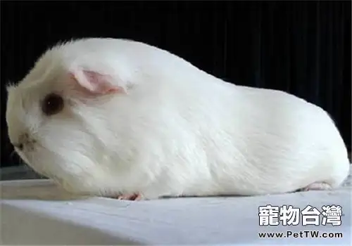 緞毛白色鳳冠天竺鼠的飼養環境(1圖)-寵物台灣