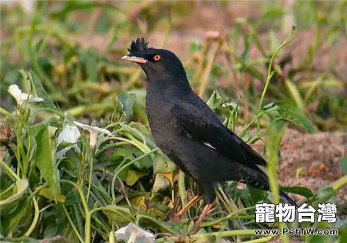 觀賞鳥肺炎的治療及其症狀