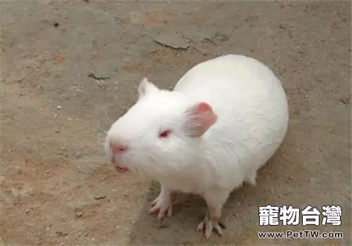 緞毛白色鳳冠天竺鼠的餵食要點