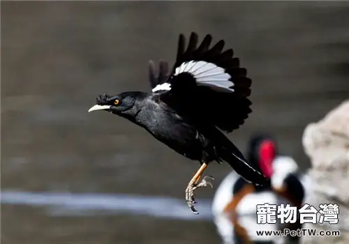 如何治療八哥鳥體外寄生蟲 (1圖)-寵物台灣