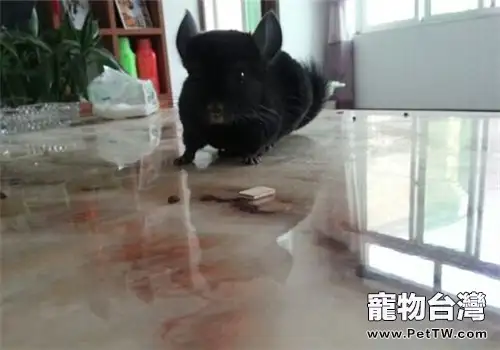 預防龍貓缺鈣的四個小技巧