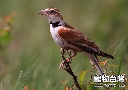 如何挑選百靈鳥(1圖)-寵物台灣