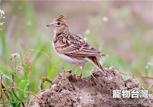 鳳頭百靈的品種簡介