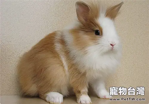 怎樣給寵物兔打針?(1圖)-寵物台灣