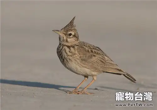 鳳頭百靈的外形特點