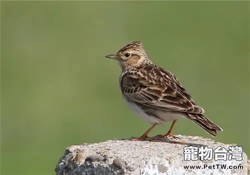 鳳頭百靈的生存環境