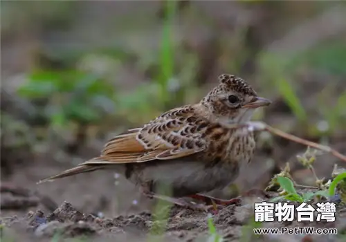 鳳頭百靈的餵食要點