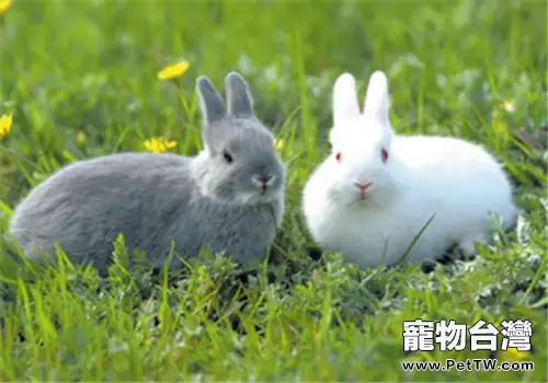 教你自製寵物兔食用乾草的方法