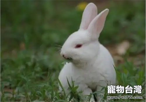 秋養家兔重防疫