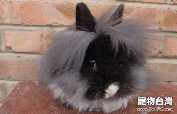 泰烏特獅子兔簡介(1圖)-寵物台灣