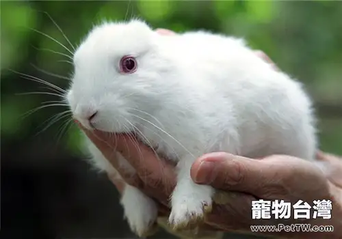 繁殖母兔流產與死產的預防方法