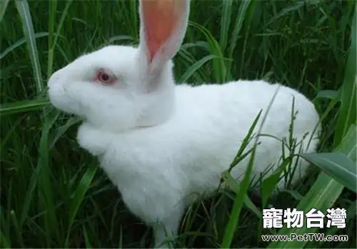 根據家兔的生理特點確定配種方法(1圖)-寵物台灣