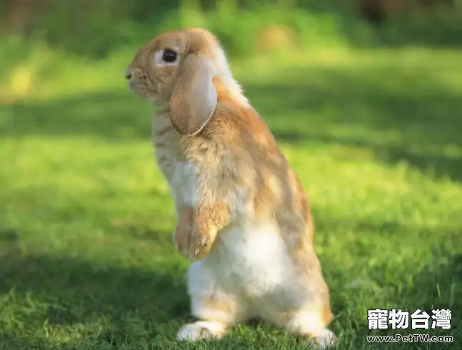 兔兔懷孕時要補充維生素A