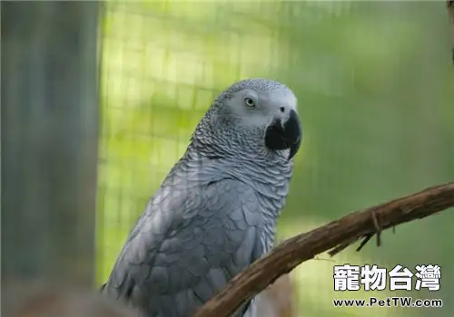 非洲灰鸚鵡的品種簡介
