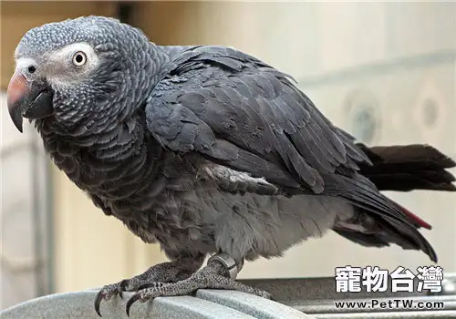 非洲灰鸚鵡的外形特點(1圖)-寵物台灣