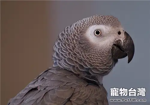 非洲灰鸚鵡的飼養環境