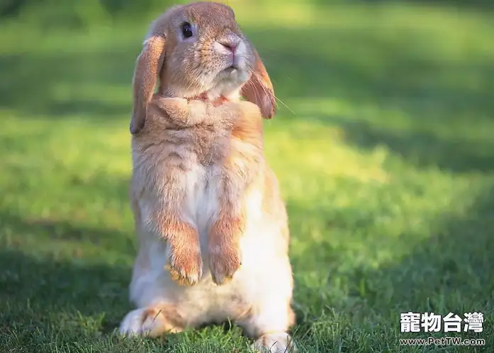 兔兔傳染性水瘡口炎防治