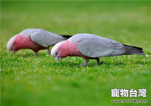粉紅鳳頭鸚鵡的品種簡介