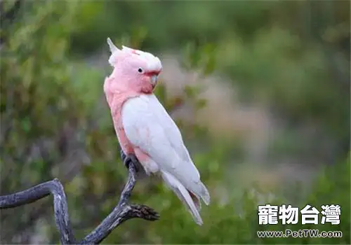 粉紅鳳頭鸚鵡的外形特點(1圖)-寵物台灣