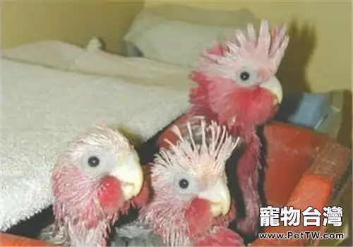 粉紅鳳頭鸚鵡的飼養環境