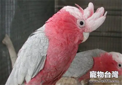 粉紅鳳頭鸚鵡的餵食要點