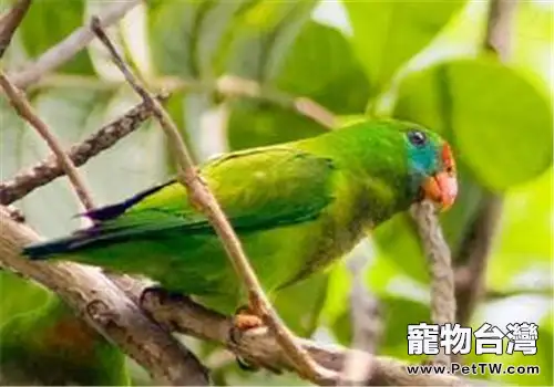 菲律賓懸吊鸚鵡的生存環境