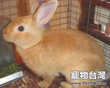 柏魯美路兔簡介(1圖)-寵物台灣