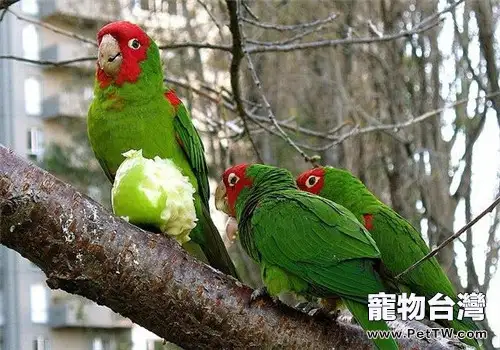 三種鸚鵡最適合新手飼養