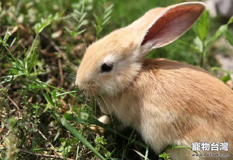 兔兔的性成熟和配種年齡