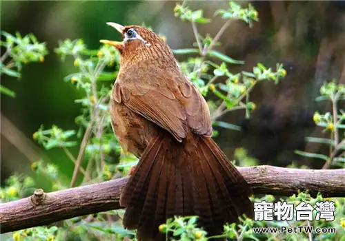 給畫眉鳥洗澡的方法與注意事項