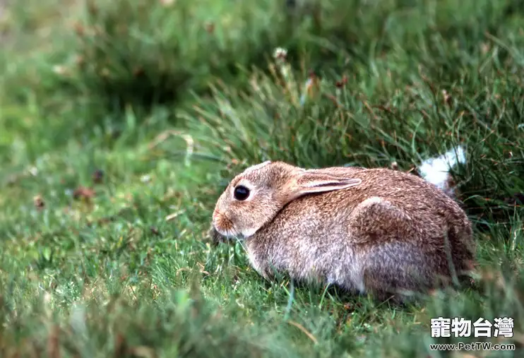 兔兔便便太軟怎麼辦