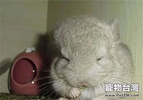 龍貓多少錢一隻（1圖）-寵物台灣