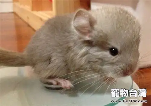 如何訓練龍貓使用廁所(1圖)-寵物台灣