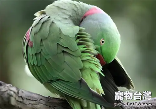 冬季如何為鸚鵡做好保暖(1圖)-寵物台灣