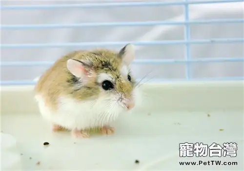 孕婦可以飼養倉鼠嗎