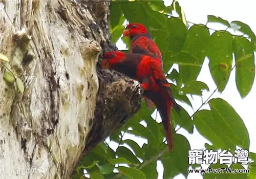 不同品種的鸚鵡能混養嗎