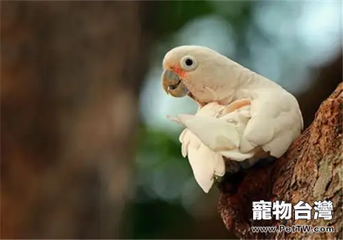 戈芬氏鳳頭鸚鵡的品種簡介