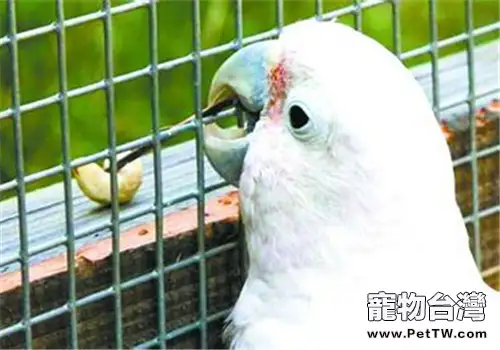戈芬氏鳳頭鸚鵡的飼養環境