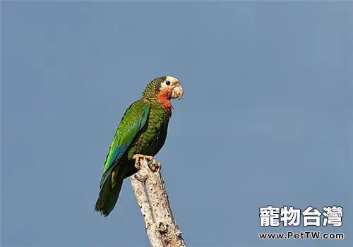 古巴亞馬遜鸚鵡的品種簡介