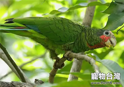 古巴亞馬遜鸚鵡的外形特點