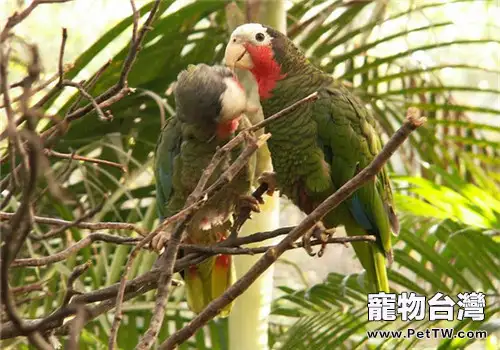 古巴亞馬遜鸚鵡的餵食要點（1圖）-寵物台灣