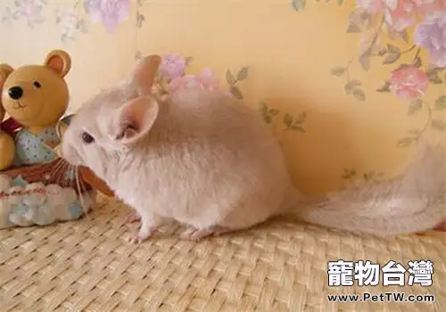 龍貓發生喉梗阻怎麼辦
