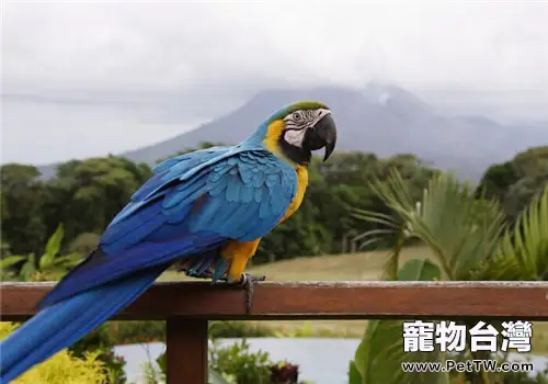 如何保存鸚鵡的糧食