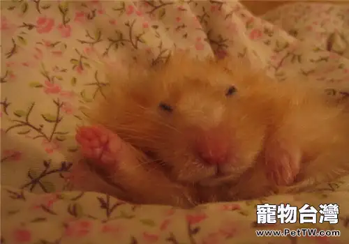 倉鼠便秘的原因是什麼