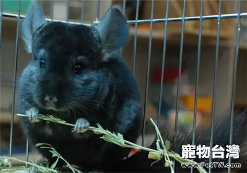 用手餵食龍貓引發的悲劇